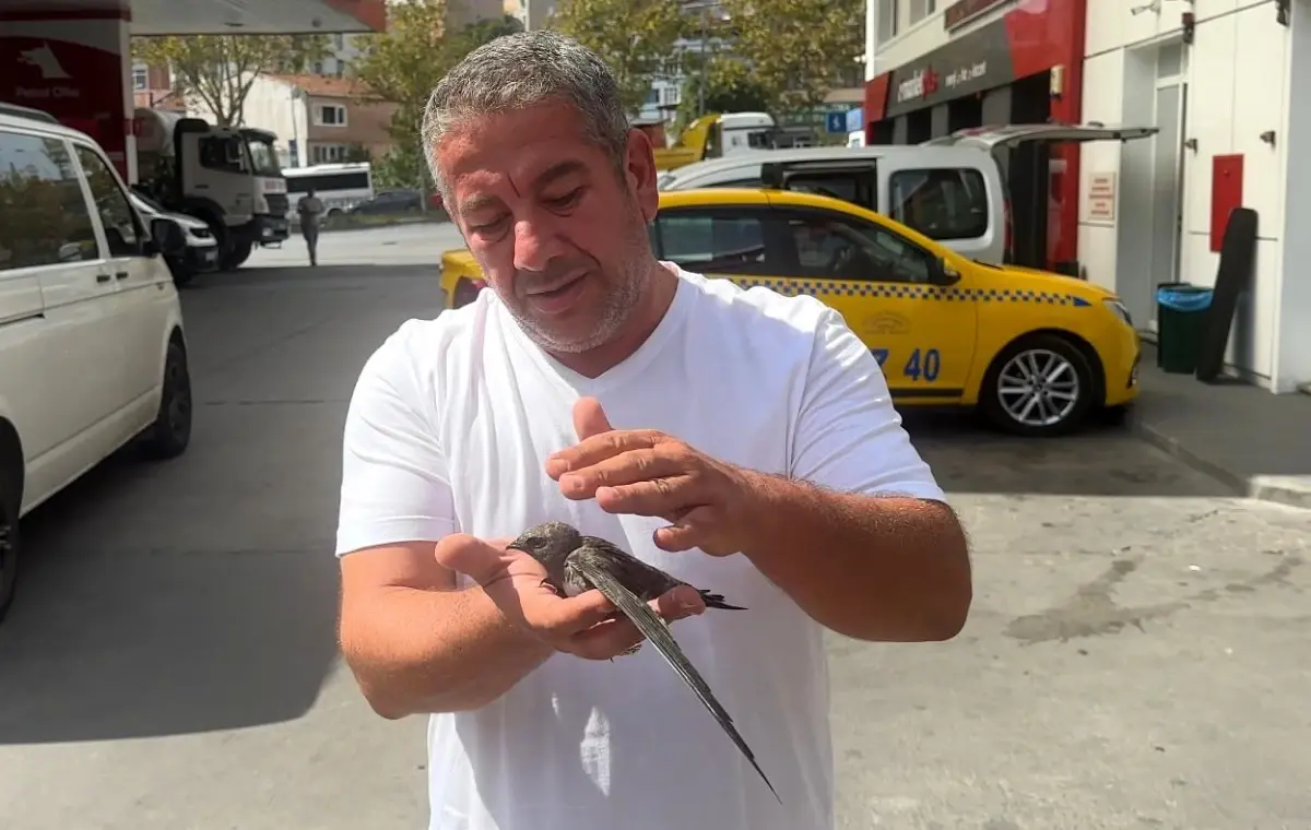 Taksici, Bitkin Kuşu Kurtardı