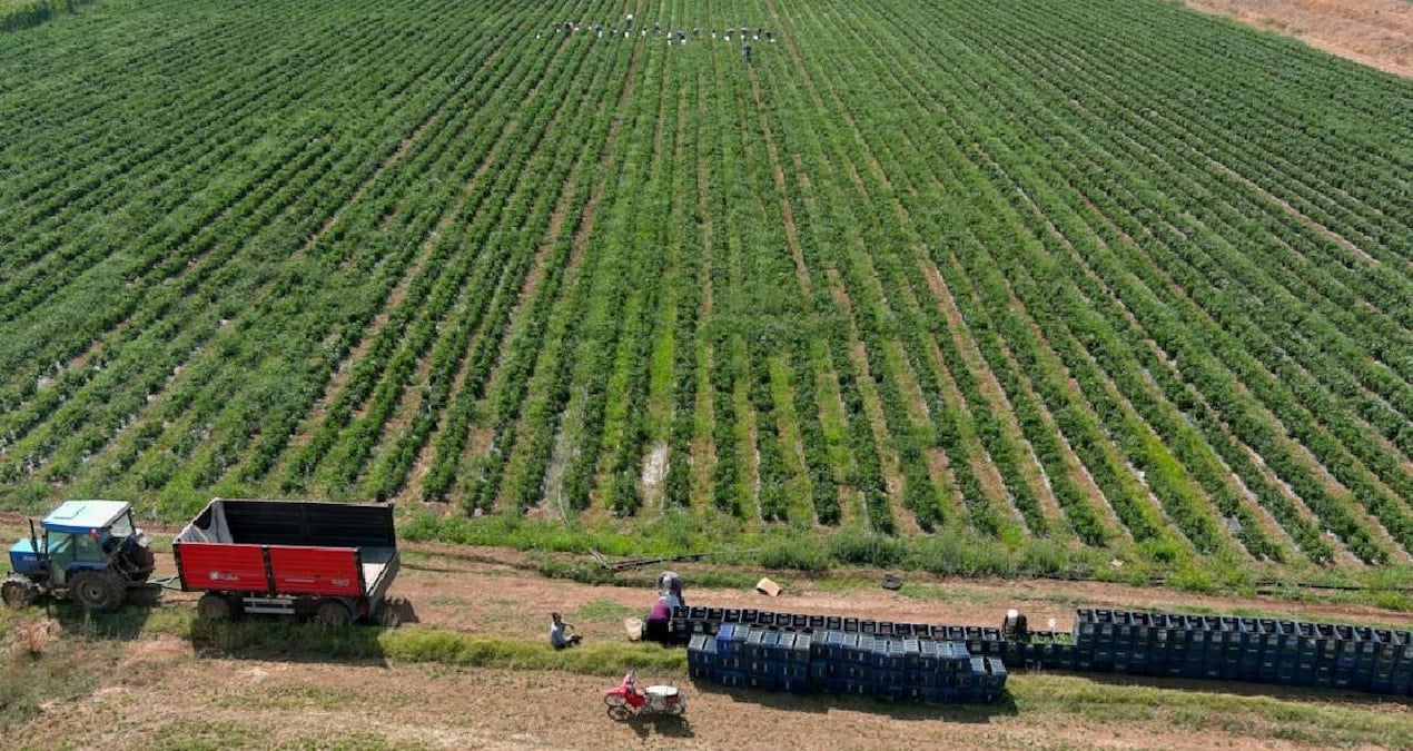 Tarlasına bahçesine eken yaşadı: Hasat sonrası kilosu 700 liraya fırladı, yüzde 500 zam geldi