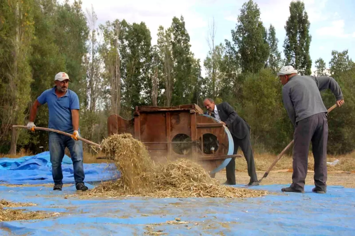 Geleneksel Yöntemlerle Kuru Fasulye Üretiyor