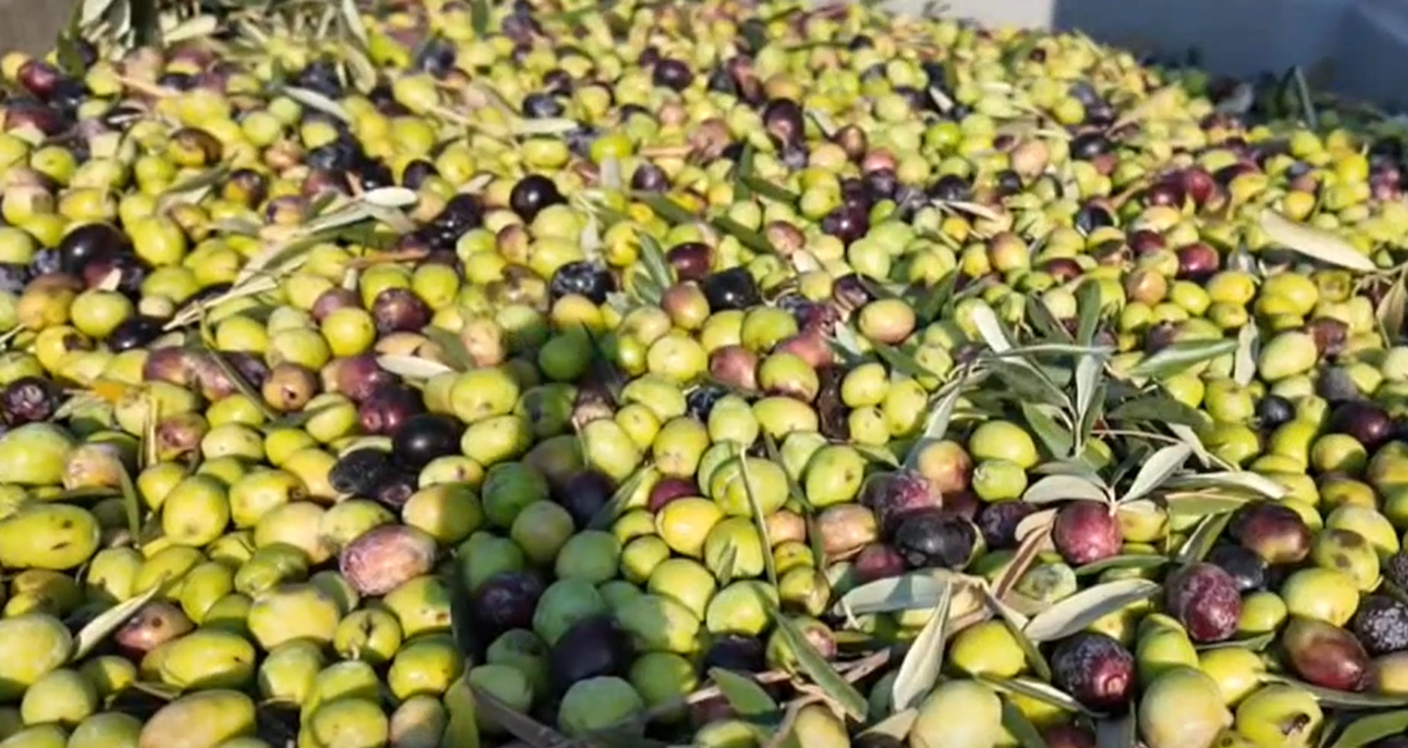 Soma’da zeytin hasadı başladı: Kuraklık fiyatları vuracak!