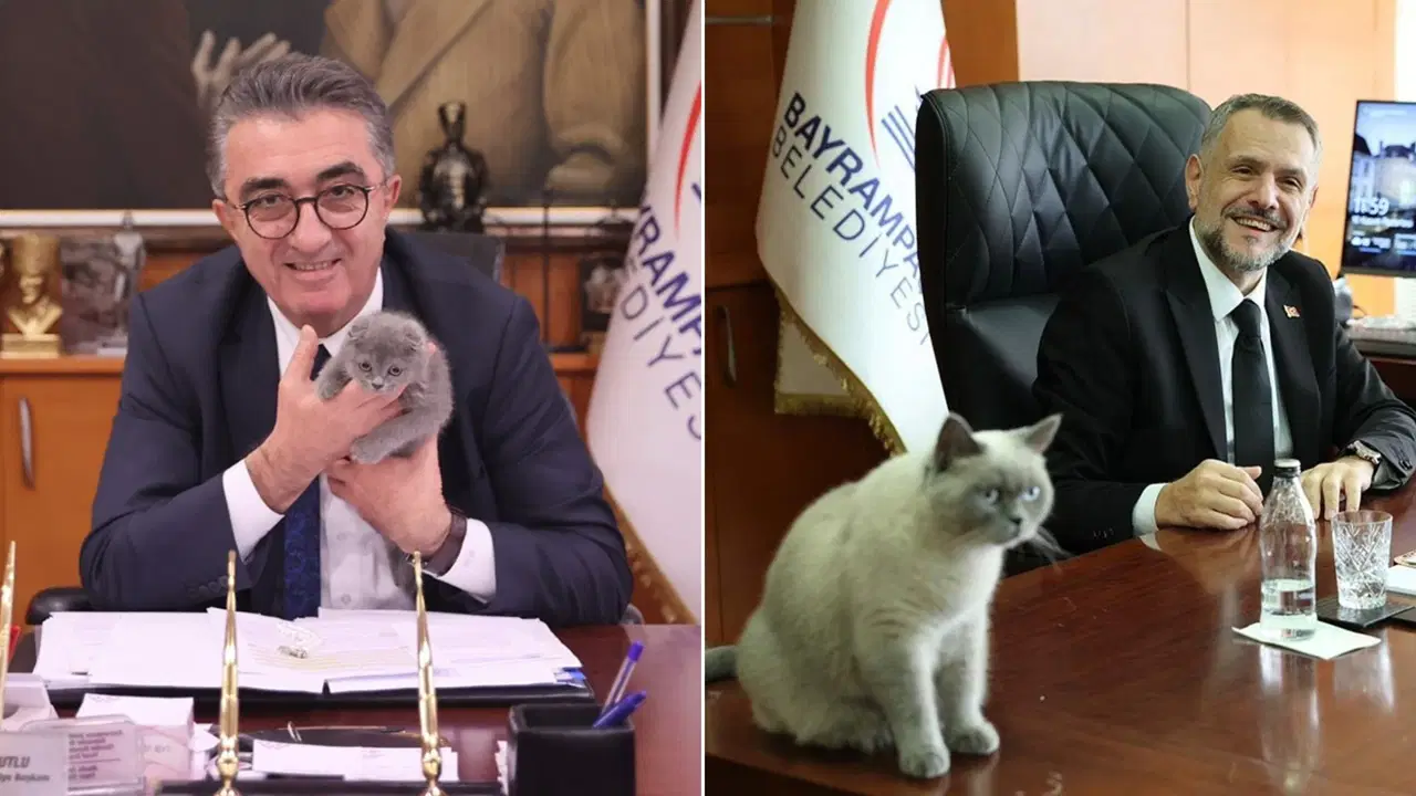 AKP Bayrampaşa’da durmuyor: Kediye de ‘kayyum’ atandı!