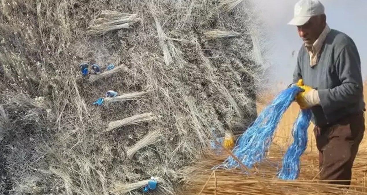 Eskiden çöpe gidiyordu, artık kapış kapış satılıyor: Avrupa ülkeleri kamyon kamyon sipariş veriyor