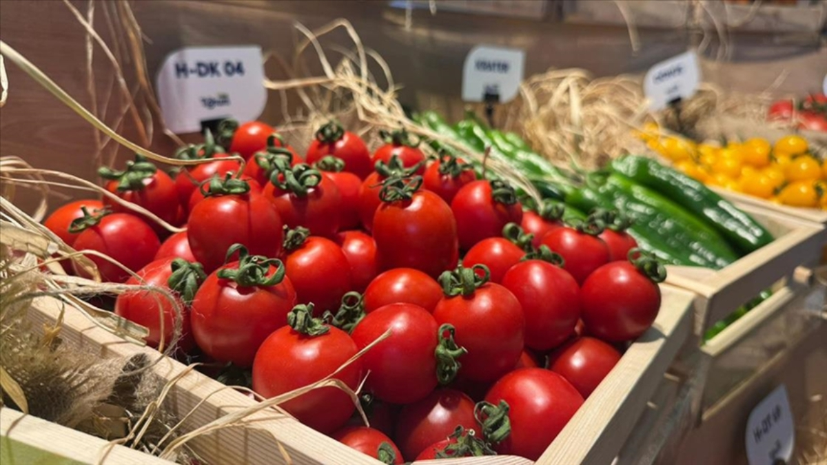 Domates, biber ve salatalık tohumları Türkiye’den yurt dışına gidiyor