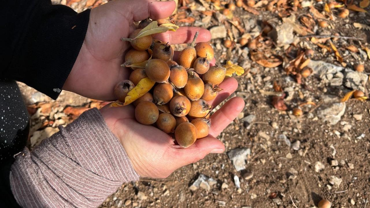 Kimin ektiği belli değil: Dağlardan pazara doğal şifa!