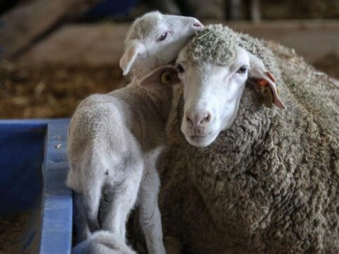 Tigem acik artirmayla 60 bin kilogram merinos yapagi satacak ihale tarihine dikkat QXiJSADO