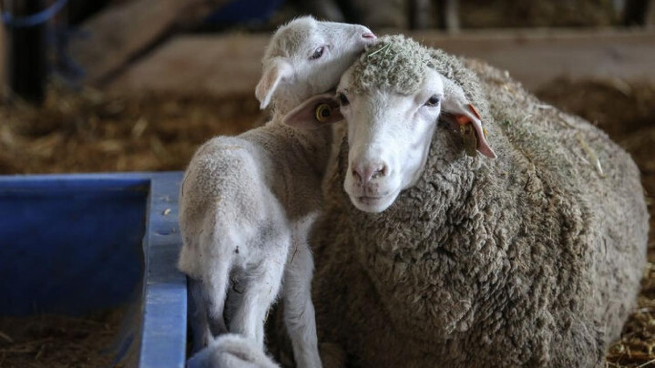 Tigem acik artirmayla 60 bin kilogram merinos yapagi satacak ihale tarihine dikkat QXiJSADO